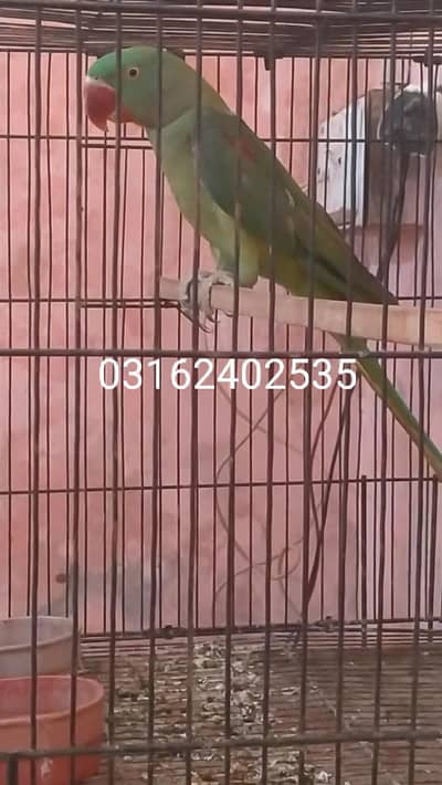pahari female for sale healthy and active