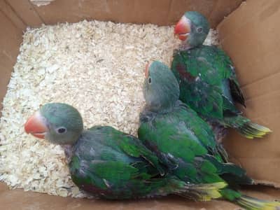 rawar parot chik  avilebel Karachi