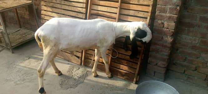 Sindhi breed kajla cross pure blood line good height and length
