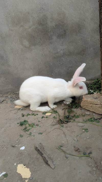 red eyes newzland white rabbit juvenile pair