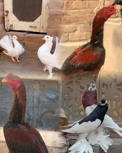 sale murga and murge