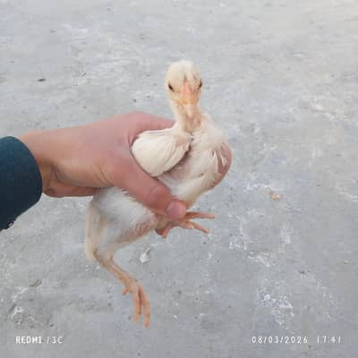 Heera Aseel Chicks for sale