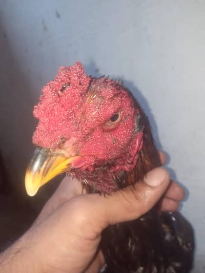 hent pkoya faitr ful mazbot ghranty wala h 03269438422