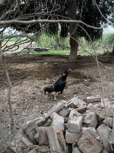 Aseel Murga For Sale