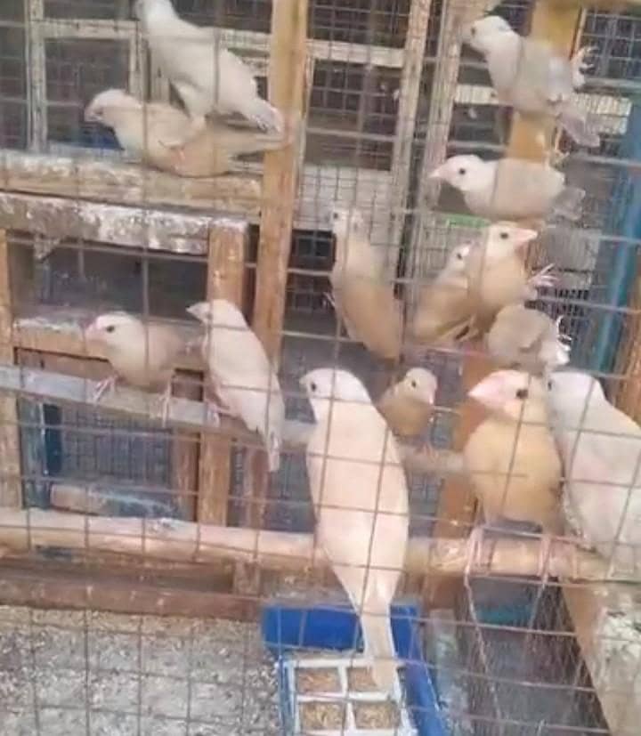 Top quality Fawn Java patha 0