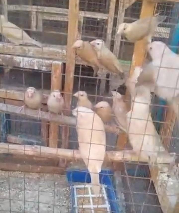 Top quality Fawn Java patha 1