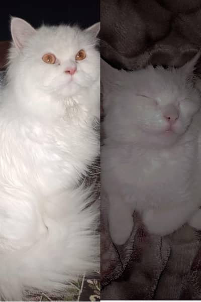 Persian cat for sale