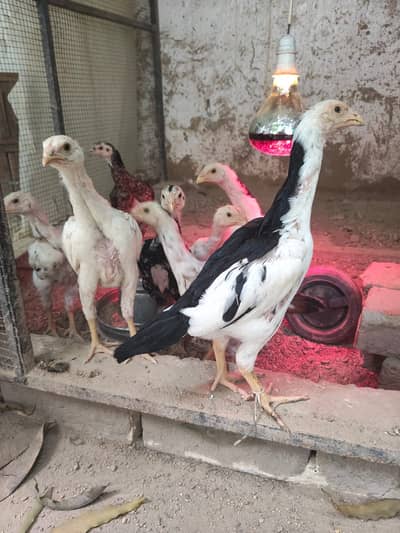 Shamo | Aseel Shamo | White Shamo | O Shamo | KIng Shamo | Shamo chick