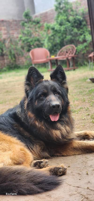 Highly Pedigree Male