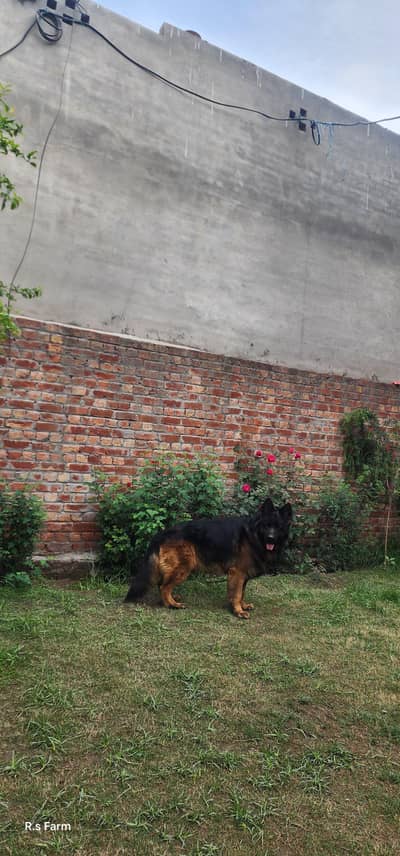 Highly Pedigree Male