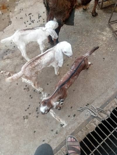 3 bacho k sath 2 female  1 male pure Desi bkri hr mrtba 3 bachay deti