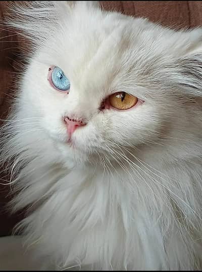 Pair of White Persian Cats for Sale