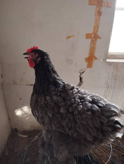 Golden buff/Dark blue buff/Light blue buff