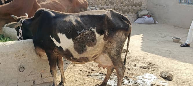 جرسی ولایتی کراس گاۓ تازی سوئی ہوئی