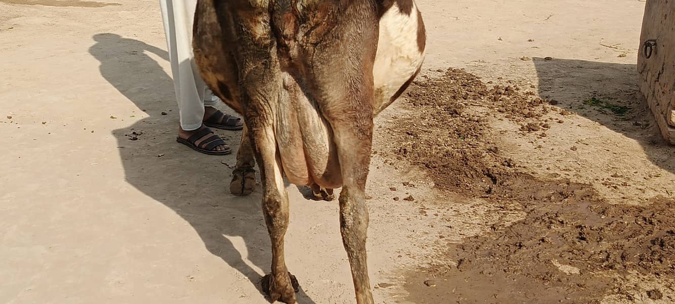 جرسی ولایتی کراس گاۓ تازی سوئی ہوئی 1