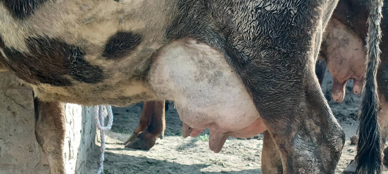 جرسی ولایتی کراس گاۓ تازی سوئی ہوئی 2