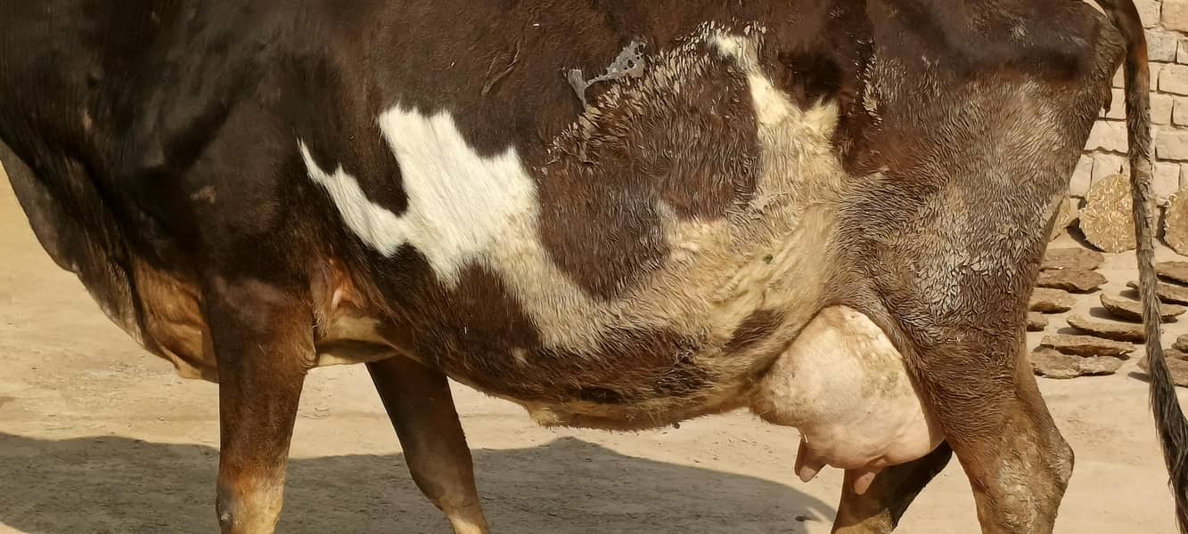 جرسی ولایتی کراس گاۓ تازی سوئی ہوئی 3