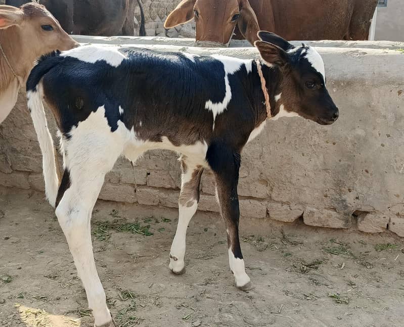 جرسی ولایتی کراس گاۓ تازی سوئی ہوئی 5