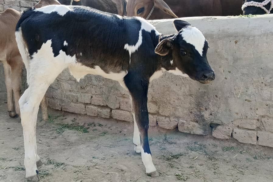 جرسی ولایتی کراس گاۓ تازی سوئی ہوئی 6