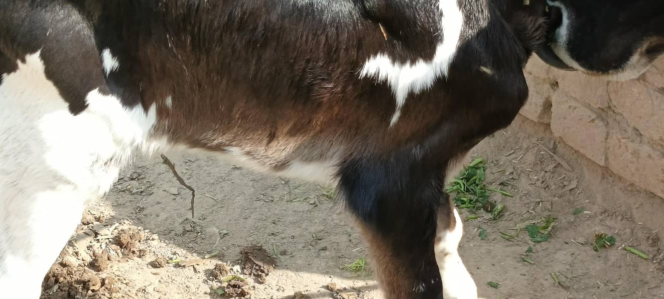 جرسی ولایتی کراس گاۓ تازی سوئی ہوئی 7