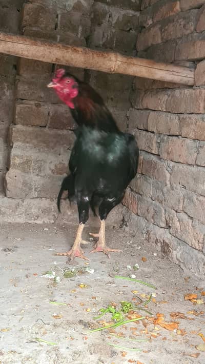 Pure Aseel lasani breeder fir sale