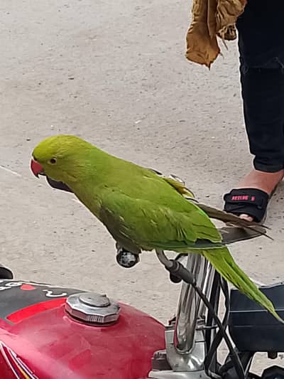 Talking Parrot Green Color Amazing 8Months Old With pinjra 