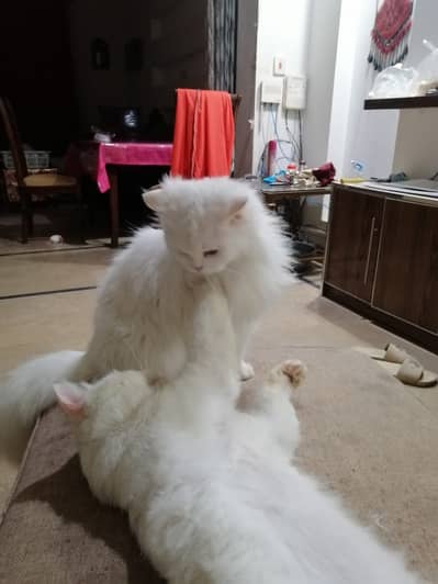 Pair of White Persian Cats for Sale