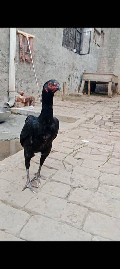 Thai pathi choras nali gand jor Ready to breed