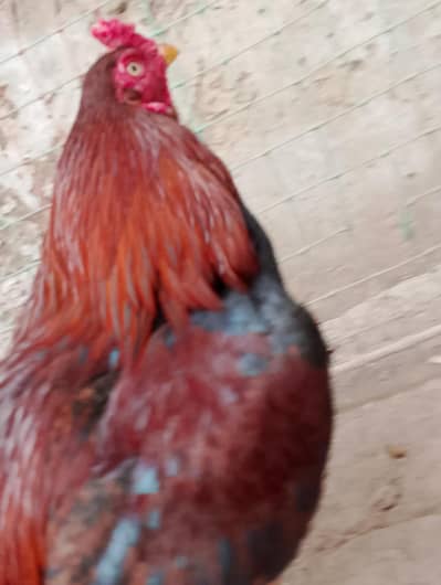 Pure Aseel Mian Wali Cock