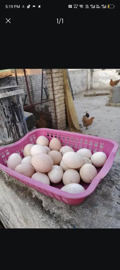 golden misri fertile eggs