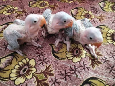 raw parrot chicks