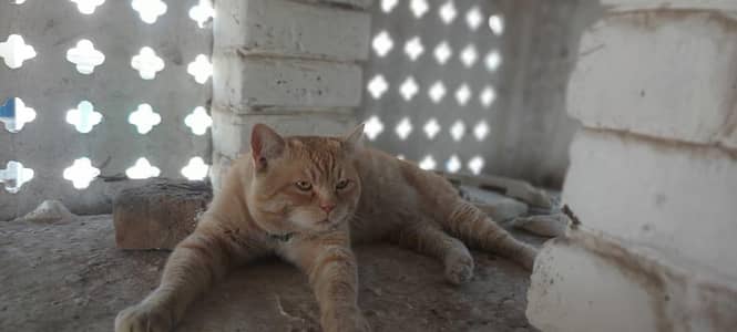 free main jis bhai ko chahie vah Rapta Karen WhatsAppnumbe03337668022