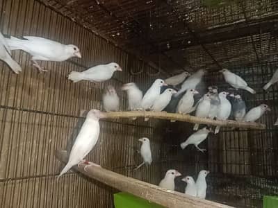 finches and fone java for sale