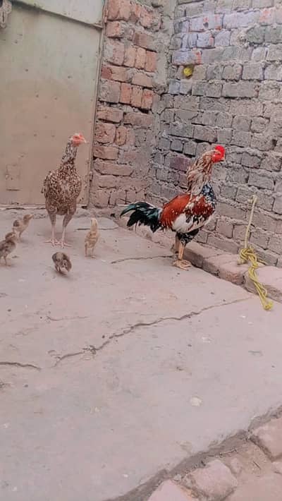 all setup sale Karna ha jaldi rabta Karen fazol time vast na karo