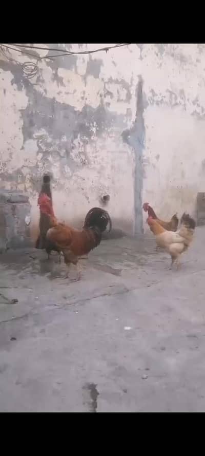 3 murgiya or 1 murgha