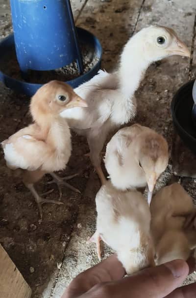 White Heera and mainwale aseel chick for sale healthy and active