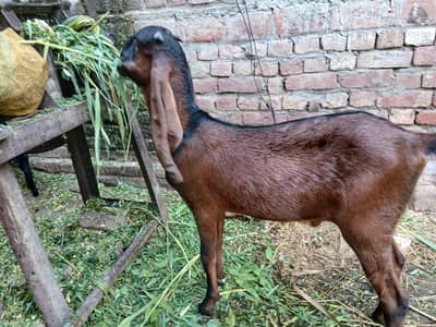 kheera bakra ha full active