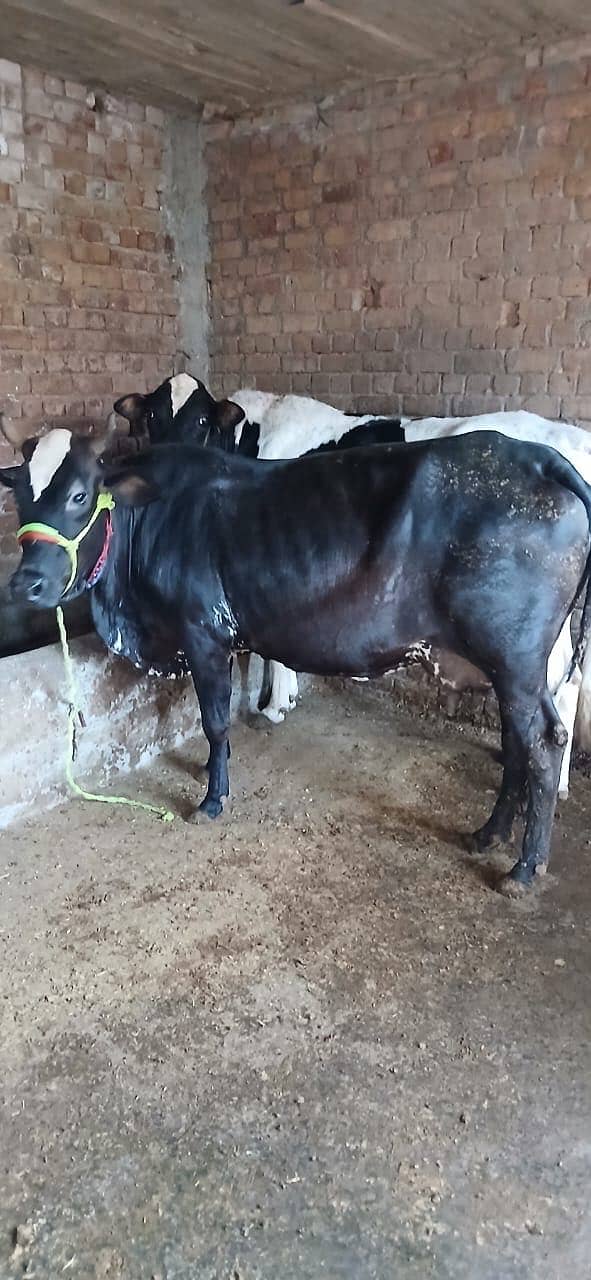 13/14 کلو روزانہ دودھ (گارنٹی) دینے والی گائے برائے فروخت 1