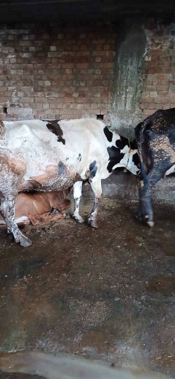 13/14 کلو روزانہ دودھ (گارنٹی) دینے والی گائے برائے فروخت 0