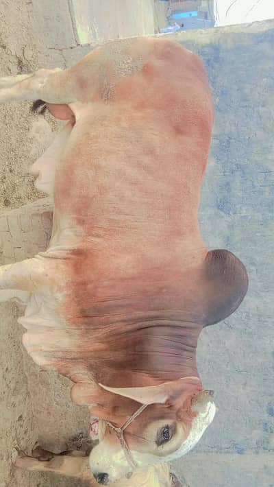 Rabta number 03456830824