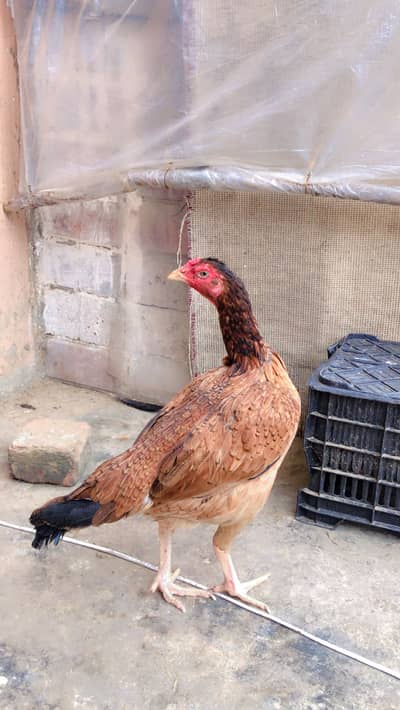 Pure Aseel Mianwali Murgi