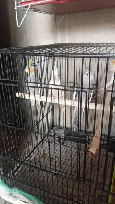 5 cocktail paroot pathay 03206441878