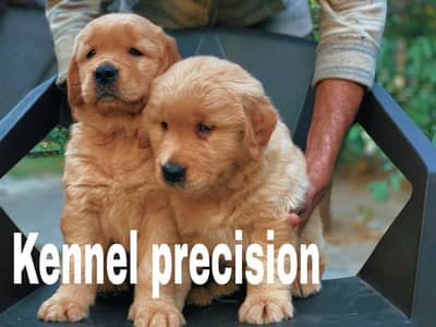 Pedigree Golden retriever puppies are available for sale
