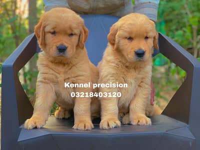 Golden retriever pedigree imported puppies are available for sale