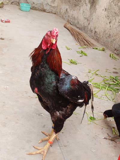 pair b hai aseel b hai puc dekh ly