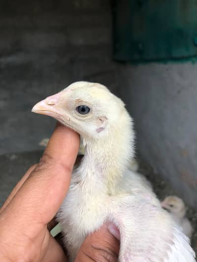 Paper White Heera Aseel chicks