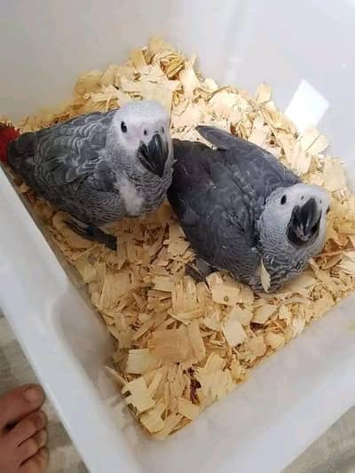 African grey parrot chicks for sale 03714174379