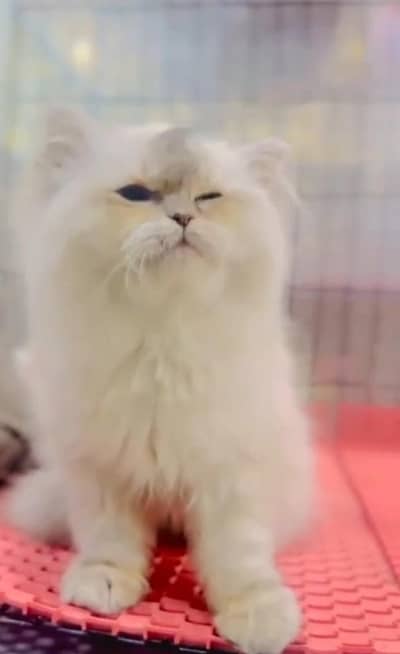 Persian Cats & Kittens for Sale may WhatsApp 03126762031