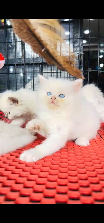 Quality Persian Punch face cat & kitten is 03233614642 WhatsApp