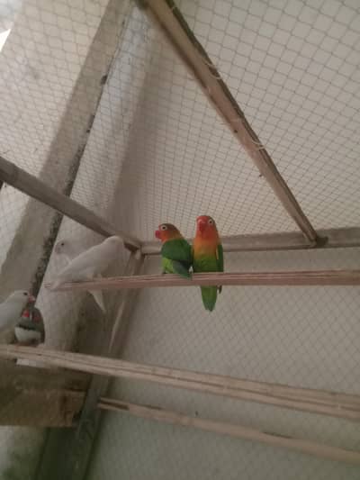 white lotino + fishar pair